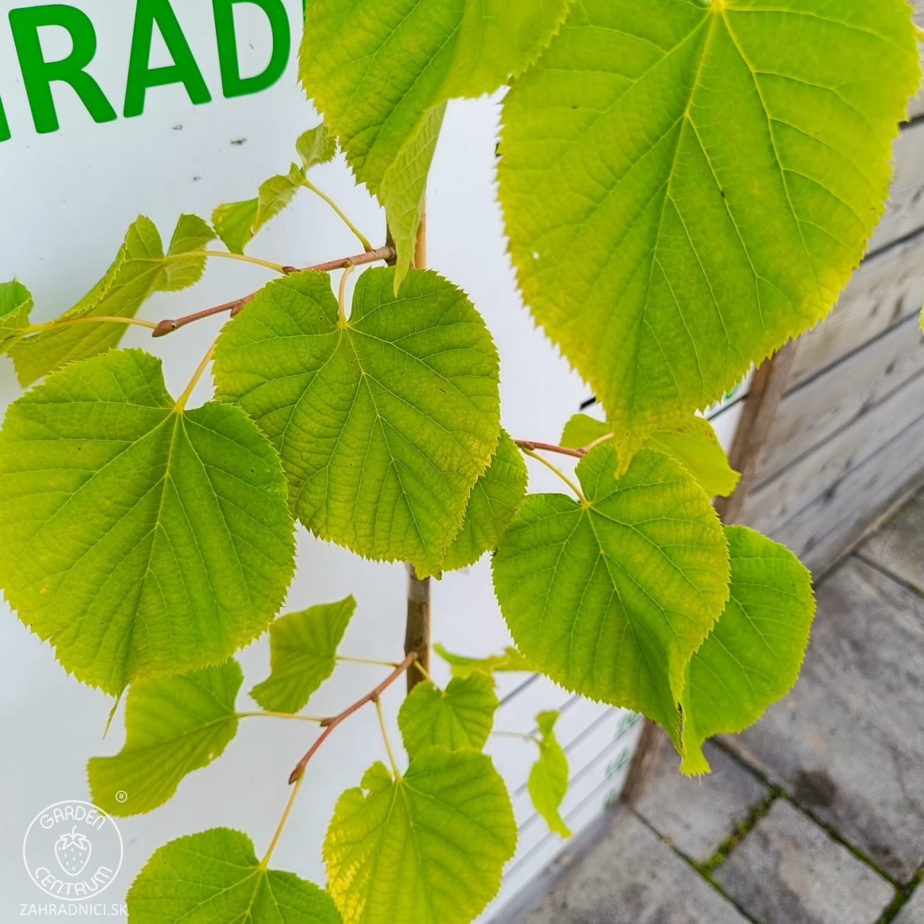 Obrázok Lipa striebristá (Tilia tomentosa) - výška 130-150 cm, kont. C5L